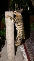 Lancelot at 17 weeks, on the new scratching post.  